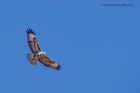 buzzard_180311g.jpg