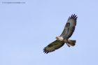 buzzard_250411e.jpg