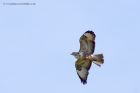 buzzard_250411g.jpg