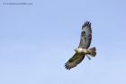 buzzard_250411k.jpg