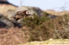 buzzard_260311c.jpg