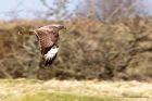 buzzard_260311d.jpg