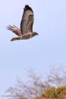 buzzard_260311h.jpg