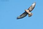 buzzard_LL_060220a.jpg