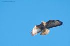Filename=buzzard_LL_060220b.jpg
Filesize=633KB
Dimensions=1200x800
Date added=Apr 02, 2021 buzzard_LL_060220b.jpg