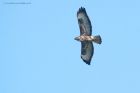 Filename=buzzard_LL_060220c.jpg
Filesize=431KB
Dimensions=1200x800
Date added=Apr 02, 2021 buzzard_LL_060220c.jpg