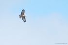 Filename=buzzard_LM_220921a.jpg
Filesize=355KB
Dimensions=1300x866
Date added=Aug 22, 2024 buzzard_LM_220921a.jpg