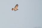 buzzard_LM_240818a.jpg