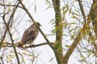 buzzard_MM_051118a.jpg