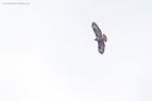 buzzard_gdn_010221b.jpg