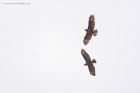 buzzard_gdn_070620a.jpg