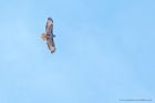 buzzard_gdn_150519a.jpg