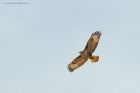 Filename=buzzard_gdn_160823a.jpg
Filesize=398KB
Dimensions=1300x866
Date added=Aug 28, 2025 buzzard_gdn_160823a.jpg