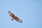 Filename=buzzard_gdn_270320a.jpg
Filesize=417KB
Dimensions=1200x800
Date added=Apr 02, 2021 buzzard_gdn_270320a.jpg