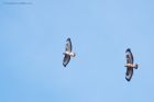 buzzard_gdn_290319a.jpg