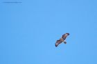 buzzard_gdn_310320a.jpg