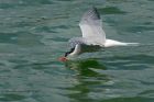 Filename=cTern_250613d.jpg
Filesize=238KB
Dimensions=1000x667
Date added=Oct 05, 2013 cTern_250613d.jpg