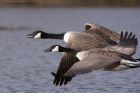 canadaGeese_120211a.jpg