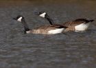 canadaGeese_140309a.jpg