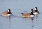 Filename=canadaGeese_200109c.jpg
Filesize=154KB
Dimensions=800x558
Date added=Jan 21, 2009 canadaGeese_200109c.jpg