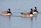 canadaGeese_200109c.jpg