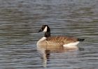 canadaGoose_051209a.jpg