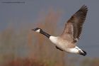 canadaGoose_191011a.jpg