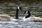 canadaGoose_290413a.jpg