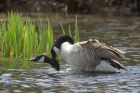 canadaGoose_290413d.jpg