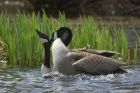 Filename=canadaGoose_290413e.jpg
Filesize=282KB
Dimensions=1000x667
Date added=Jul 03, 2013 canadaGoose_290413e.jpg