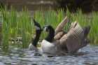 canadaGoose_290413g.jpg