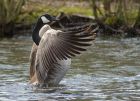 canadaGoose_290413m.jpg