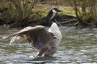 canadaGoose_290413n.jpg