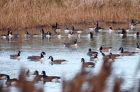 canadageese_151108b.jpg