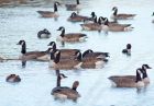 canadageese_151108c.jpg