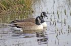 canadagoose_2303a.jpg