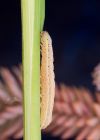 caterpillar_190809a.jpg