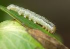 caterpillar_190809l.jpg