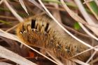 caterpillar_250409a.jpg