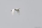 Filename=cattleEgret_LM_080923ee.jpg
Filesize=324KB
Dimensions=1300x867
Date added=Aug 28, 2025 cattleEgret_LM_080923ee.jpg