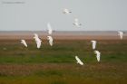 cattle_marshside_100920a.jpg