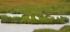 cattle_marshside_100920d.jpg