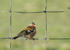 chaffinch_0103h.jpg