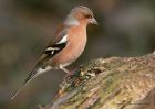 chaffinch_030111a.jpg