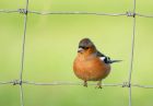 chaffinch_070208d.jpg