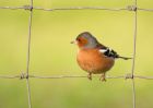 chaffinch_070208e.jpg