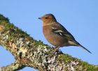 chaffinch_0702b.jpg