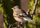 chaffinch_100309b.jpg