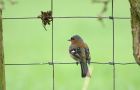 chaffinch_1004d.jpg