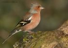Filename=chaffinch_111210a.jpg
Filesize=235KB
Dimensions=1000x714
Date added=Dec 14, 2010 chaffinch_111210a.jpg
